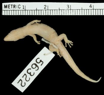 Media type: image;   Herpetology R-56322
